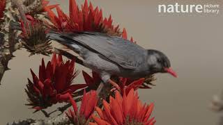 Redvented bulbul Pycnonotus cafer feeding from flowers whilst perching in Coral tree Bhutan [upl. by Ellehcyt]