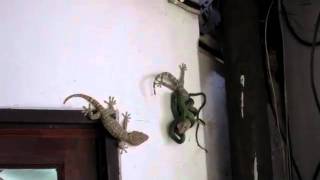 Gecko VS Serpiente [upl. by Maroj613]