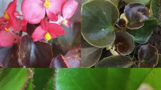 Begonia care tips How to propagate begonia cutting very easy way [upl. by Apple895]