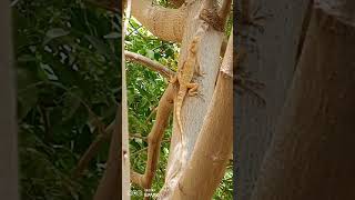 Camouflage of Garden Lizard as insectivoreinsects gardenlizard camouflage mimicry [upl. by Nerrawed]