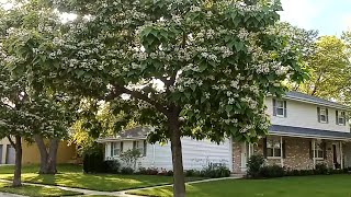 Catalpa trees in full bloom  white flowers and large leaves [upl. by Decato]