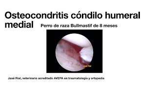 Osteocondritis en codo perro Artroscopia [upl. by Eannaj]