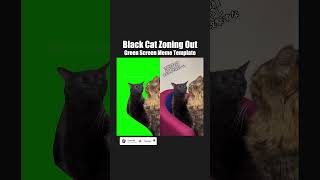 Black Cat Zoning Out meme  Green Screen Comparison [upl. by Linad]