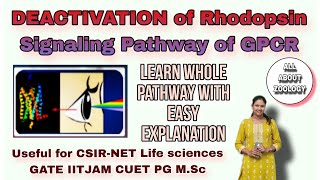 DEACTIVATION OF RHODOPSIN VISION SIGNALING PATHWAY OF GPCR  MSc Classes  Cell Signaling [upl. by Olva430]