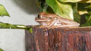 Mossy Frogs amp Peacock Tree Frogs Calling [upl. by Agamemnon830]