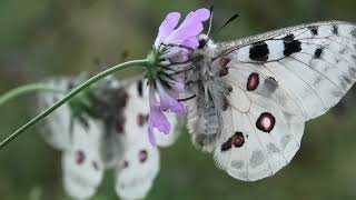 Parnassius apollo Biele Karpaty jun 2024 [upl. by Wendall]