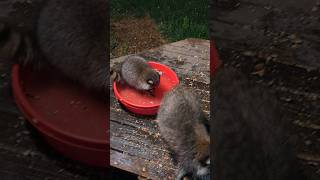 Wild Raccoon Baby Playing In The Tub 😀 [upl. by Banquer]