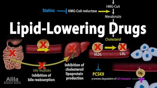 Pharmacology Lipid Lowering Drugs Animation [upl. by Nasus]