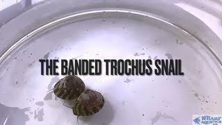 Banded Trochus Snail  Marine Department [upl. by Htbazile797]