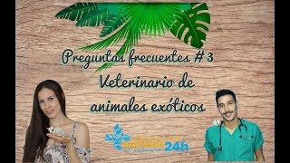 Preguntas frecuentes sobre petauros 3 Contesta un veterinario Animales Exóticos 24 horas [upl. by Johann]