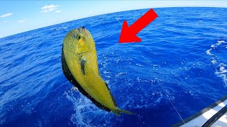 Mahi fishing at the Islamorada humps Catch N Cook [upl. by Darrick]