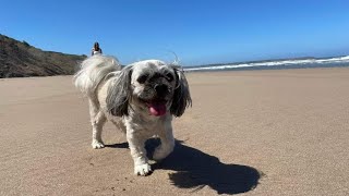 Reighton Sands Dog Friendly East Yorkshire Coast [upl. by Owades]