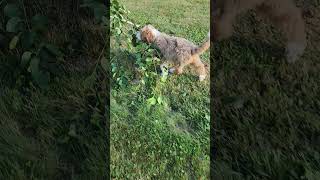 My helpful Bernedoodle Puppy [upl. by Bandler]