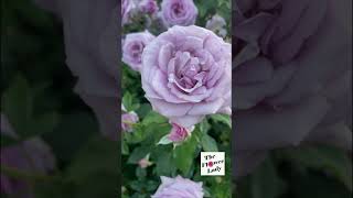 Amazing Violets Pride Rose rose inrosesgarden [upl. by Nomar]