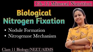 Biological Nitrogen Fixation  Nodule Formation  Mineral Nutrition  Class 11 Biology  NEET AIIMS [upl. by Meehyr]