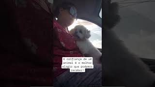 Amor de 4 patas pets amopets cães cachorrosfofos [upl. by Brody326]