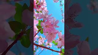 Beautiful Flower flowers citrusfruit funny nature fruit garden beautiful VanthaR [upl. by Anaer]