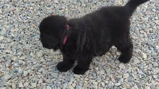 Newfoundlands of Umfleet Farms [upl. by Ennairek]