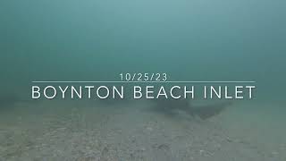 Sharks In The Inlet Boynton Beach Inlet under water camera [upl. by Ainevul]