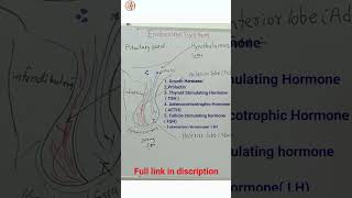 Pituitary gland  pituitary hormones short shortsfeed [upl. by Aivartal]