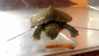 My Turtle Eating a Mealworm [upl. by Refotsirc40]