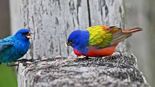 Passerina ciris PAINTED BUNTING feeding fends off Indigo Bunting 3030247 [upl. by Immat]