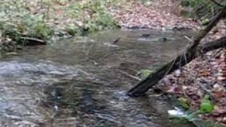 Salmon River Steelhead [upl. by Aldous427]