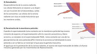 13102024  CLASE 45  BIOLOGIA  MEDICINA UNC  NOVIEMBRE 2024 [upl. by Sherlock]