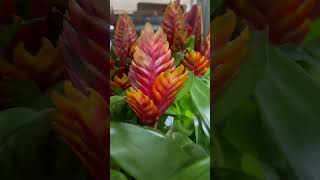 Tropical Bromeliad  Vriesea Christiane  Shorts  Cool Places [upl. by Oirottiv]