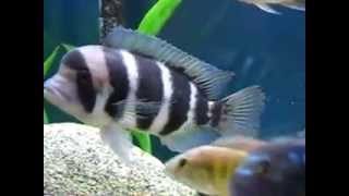 Malawi and tanganyika cichlids together in tank [upl. by Ennaitsirhc645]