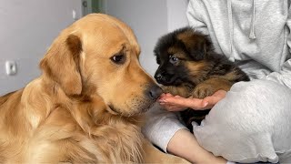 How My Golden Retriever and German Shepherd Became Best Friends From Day One [upl. by Airolg]