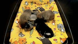 Shiba Inu Puppy Cam  KTeam  Day 18  PM [upl. by Wachtel]