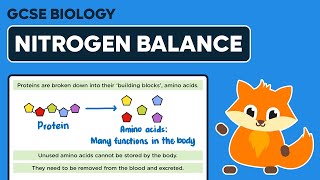 Biology  How the Kidneys Work  Kidneys Part 13 27 [upl. by Ynahpit]