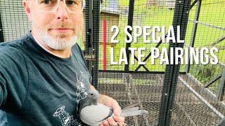 SPECIAL late bred racing pigeons pairing [upl. by Kehoe]