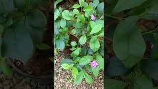 Plant caring flowering before after updates flowers plantcare update tips shortvideo [upl. by Ecneps]