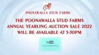 Poonawalla Stud Farms Annual Yearling Auction Sale 2022  LIVE [upl. by Demetre]