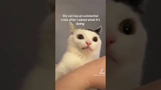 my cat has an existential crisis when I ask why she bites 😆 [upl. by Emmalee]