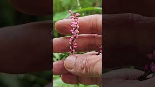 Persicaria glabra n Persicaria hydropiper together [upl. by Senecal]