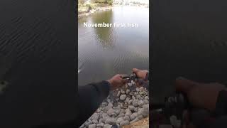 First 2 pounder for November milesoffishing fishing bassfishing sacramento [upl. by Nakhsa136]