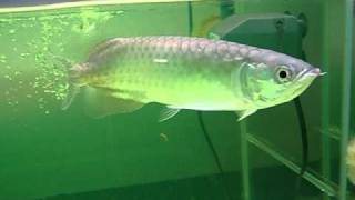 Scleropages formosus Green arowana [upl. by Ellimaj]