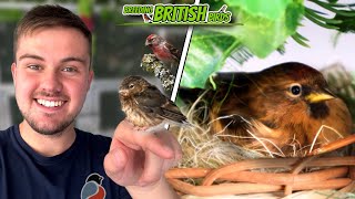 Finches GALORE  Breeding British Birds S4Ep12 [upl. by Marius]