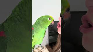 Mirtillo è un pappagallo che si impegna tanto 😄 mirtillo mirtilloparrot pappagalloparlante [upl. by Osnohpla]