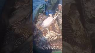 Pescatori di seppie 😱😱 fishing angling youtubeshorts shortsvideo shortvideo shorts short [upl. by Aicenert]