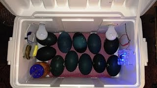 Home Made Incubator for Hatching Emu amp Ostrich Eggs [upl. by Deyas]