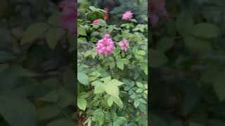 Pink rose 🌷 song like comment subcribe YouTube [upl. by Fabrice]