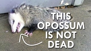 Is this Opossum Dead [upl. by Ytoc]