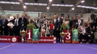 61 CACIB BEOGRAD 2017 [upl. by Kavanaugh412]