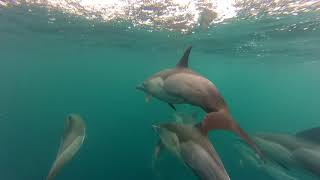 Dolphins in Port Gentil  Gabon [upl. by Yelsna]