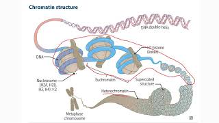 1 Cromatina heterocromatina eucromatina metilación de ADN e histonas acetilación [upl. by Beal]