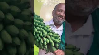 ಮೈಸೂರನಲ್ಲಿ ಬಾಳೆ ಮೇಳ  Banana competition  kannada songs [upl. by Dyan]